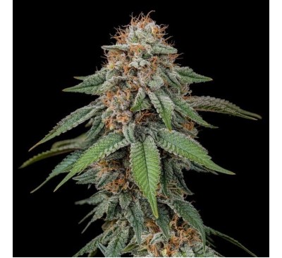 Туман Амнезії (Photo.Fem.) 1шт. / Amnesia Haze 2026